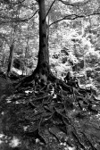 Pohádkové jsou tu i kořeny stromů